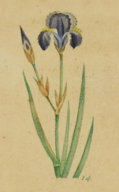 Illustration of a German iris in full flower.